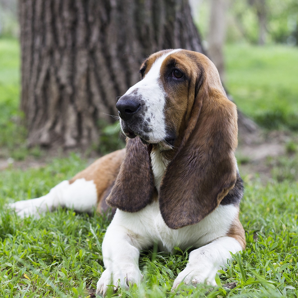 Basset Hound Feeding Guide