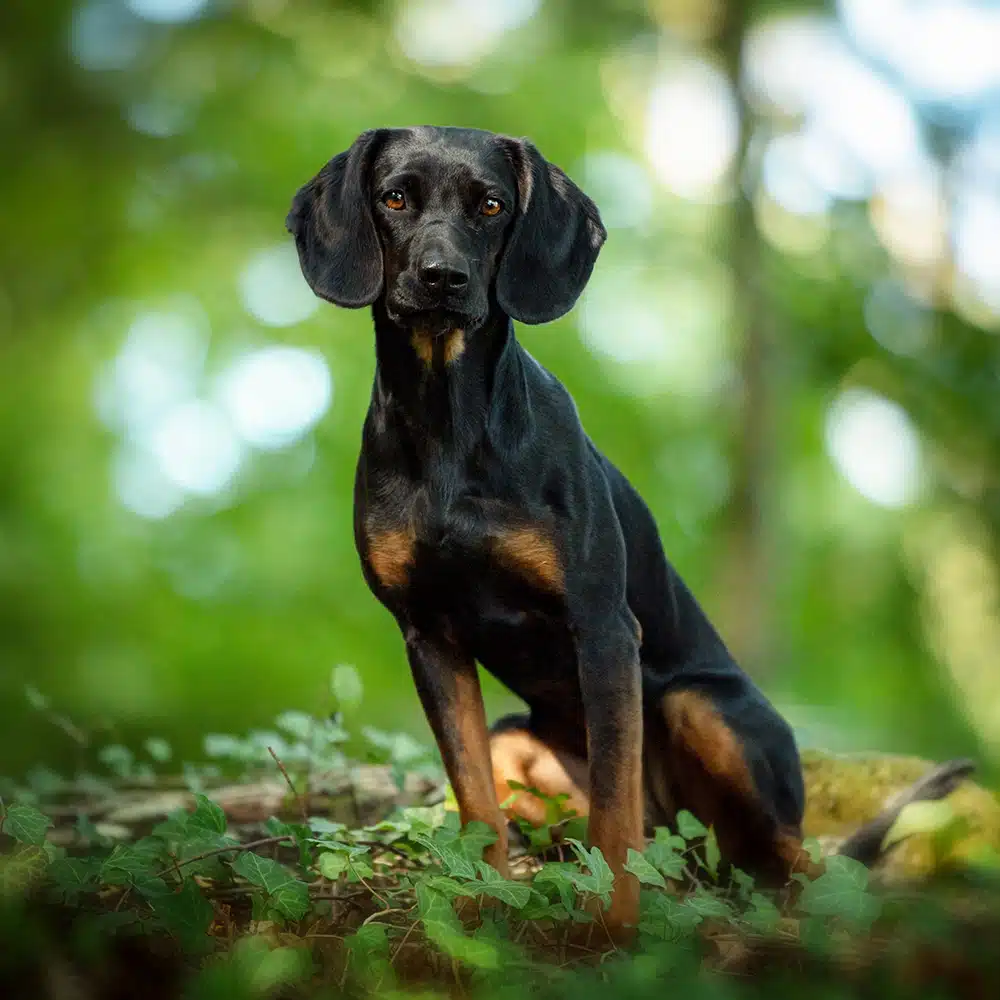 Bavarian Mountain Scent Hound Feeding Guide