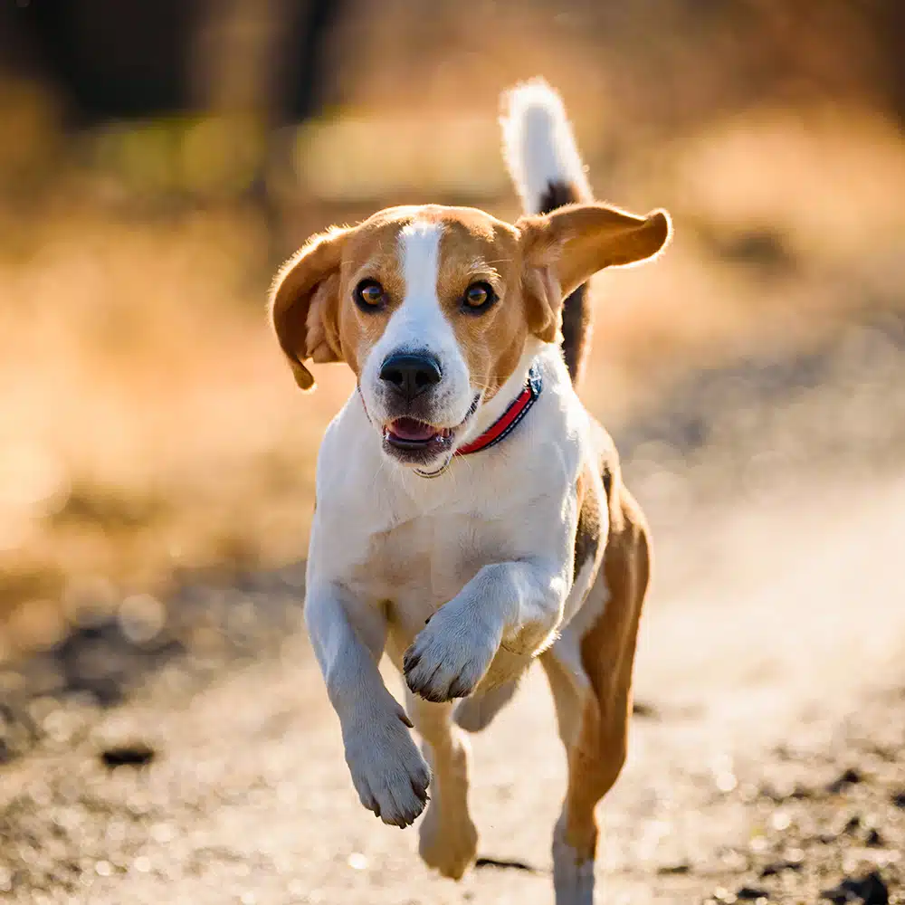 Beagle Feeding Guide
