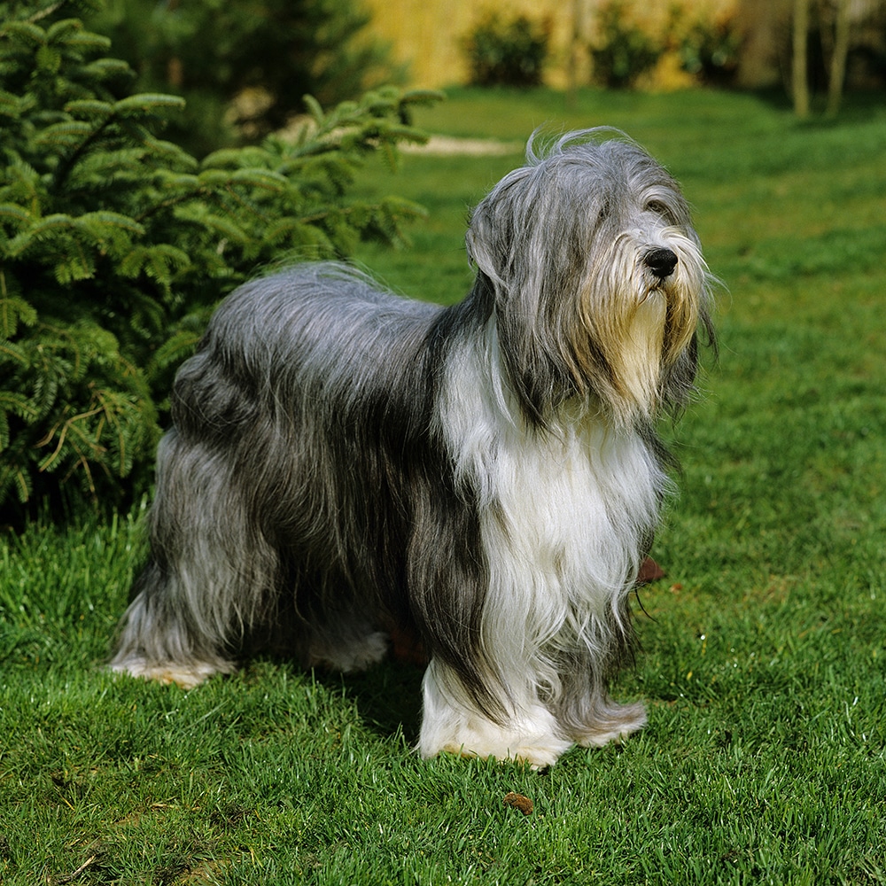 Bearded Collie Feeding Guide