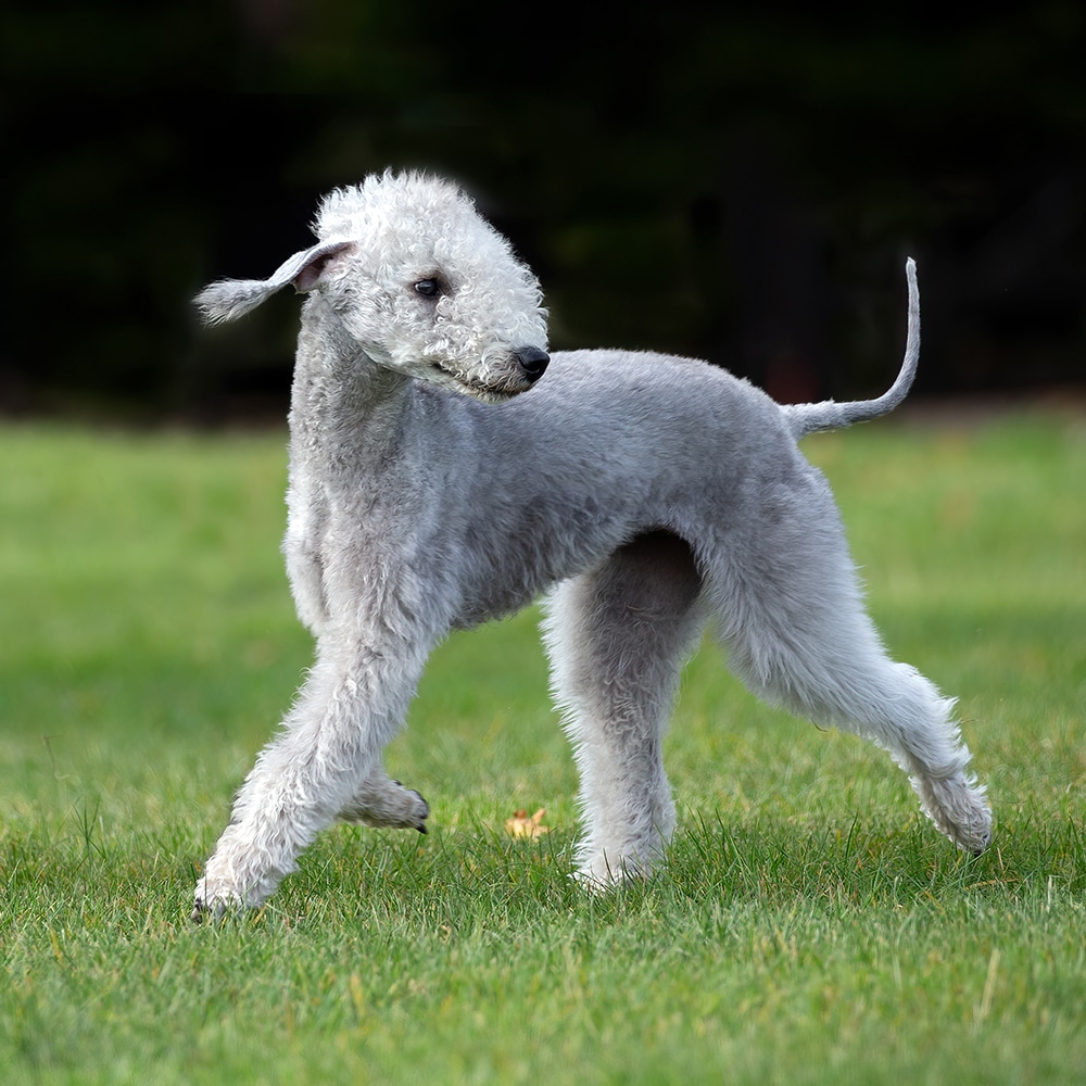 Bedlington Terrier Feeding Guide