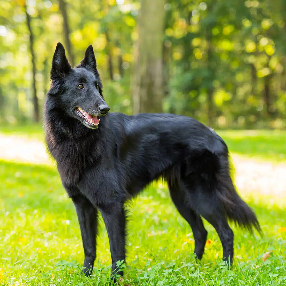 Belgian Sheepdog Feeding Guide