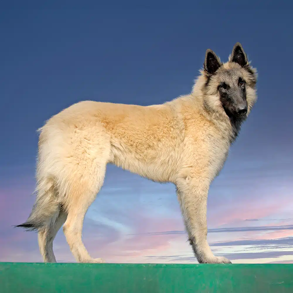 Belgian Tervuren Feeding Guide