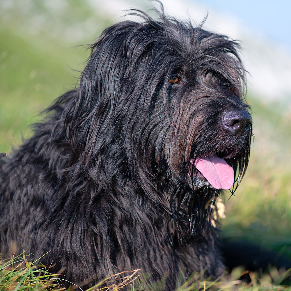 Bergamasco Sheepdog Feeding Guide