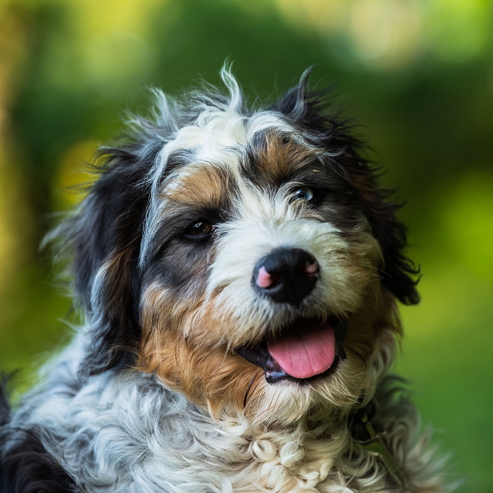 Bernedoodle Feeding Guide