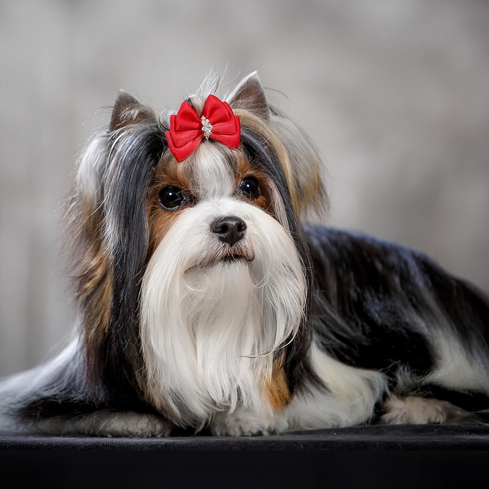Biewer Terrier Feeding Guide