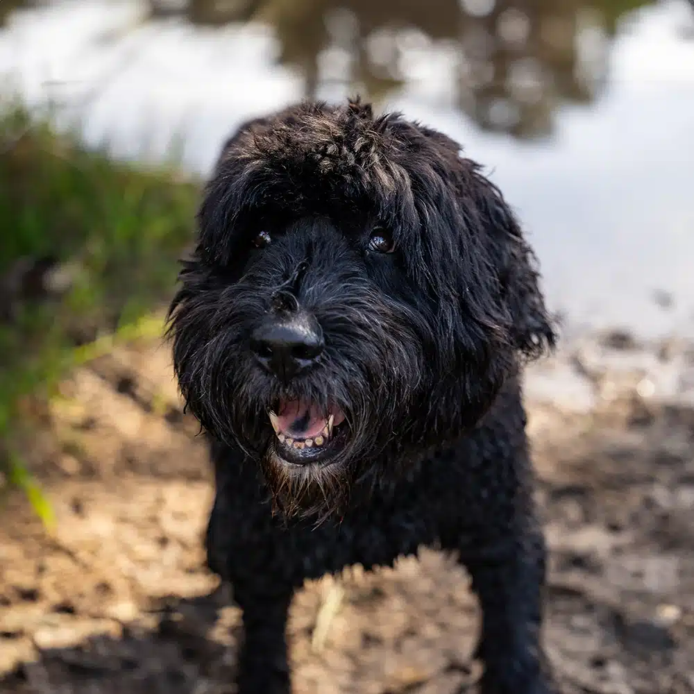 Black Russian Terrier Feeding Guide