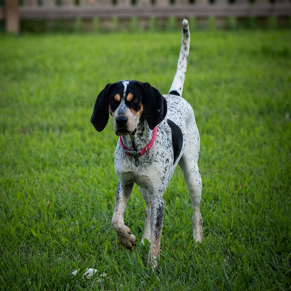 Bluetick Coonhound Feeding Guide