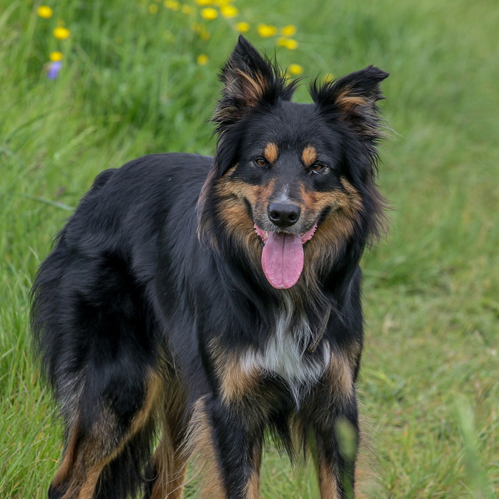 Bohemian Shepherd Feeding Guide