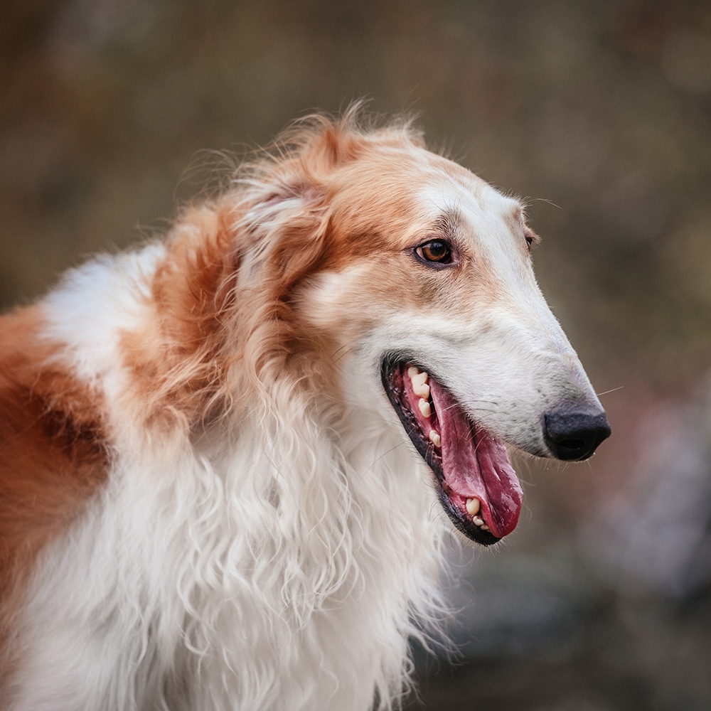 Borzoi Feeding Guide
