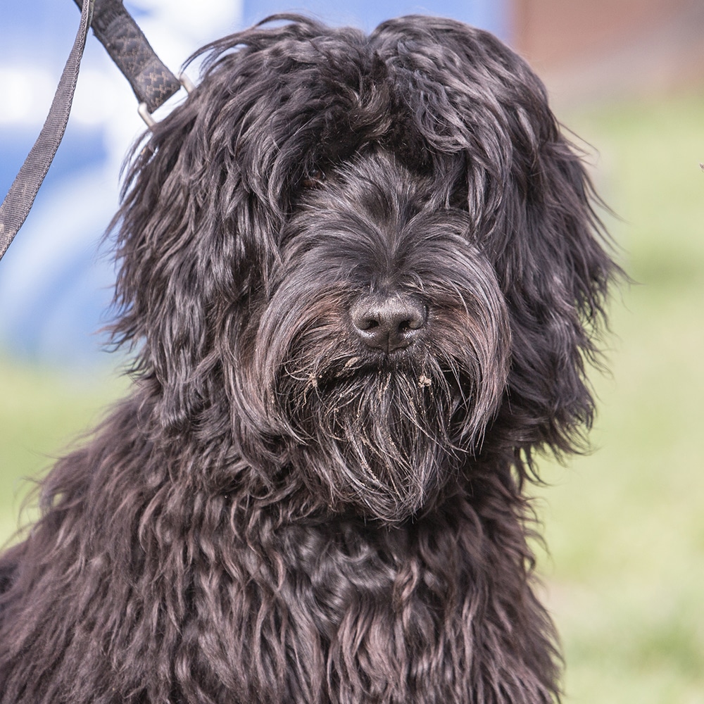 Bouvier Des Flandres Feeding Guide