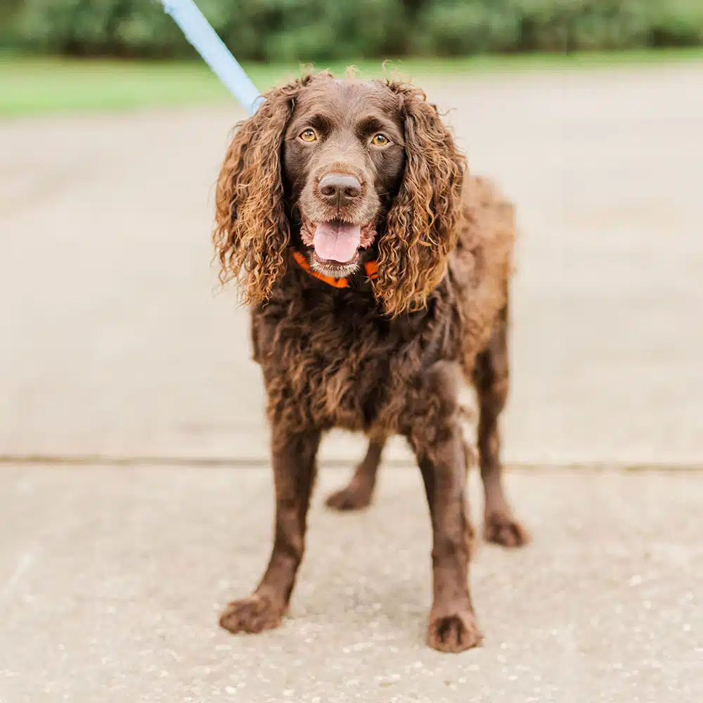 Boykin Spaniel Feeding Guide