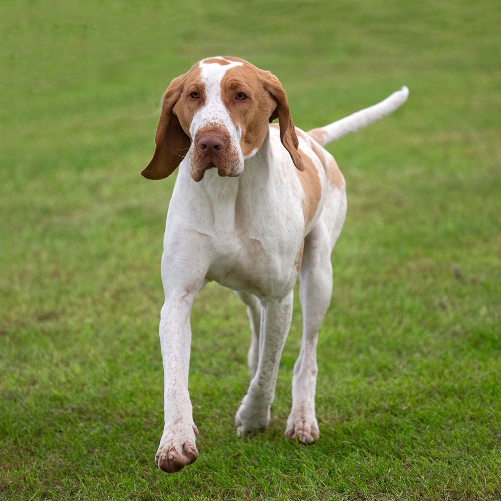 Bracco Italiano Feeding Guide