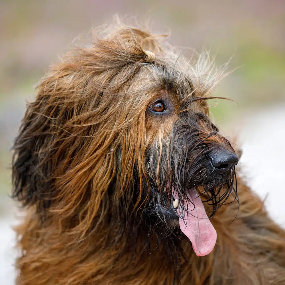 Briard Feeding Guide