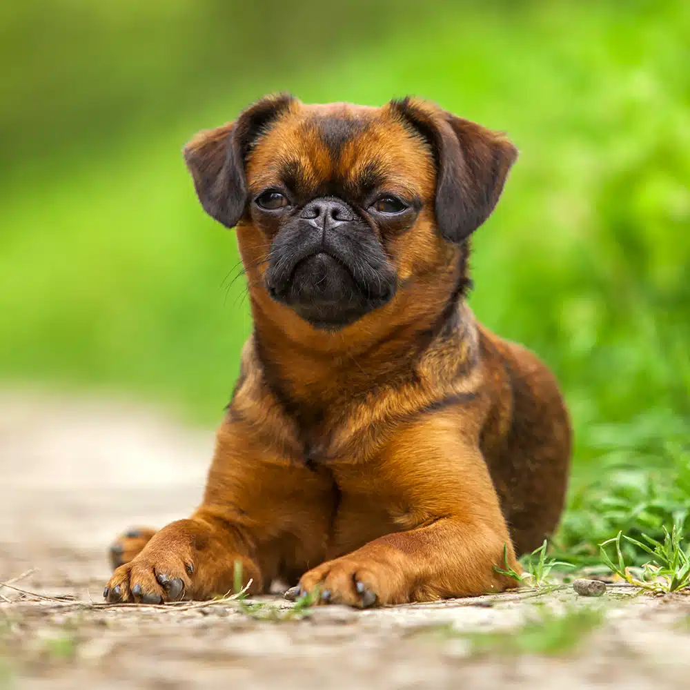 Brussels Griffon Feeding Guide