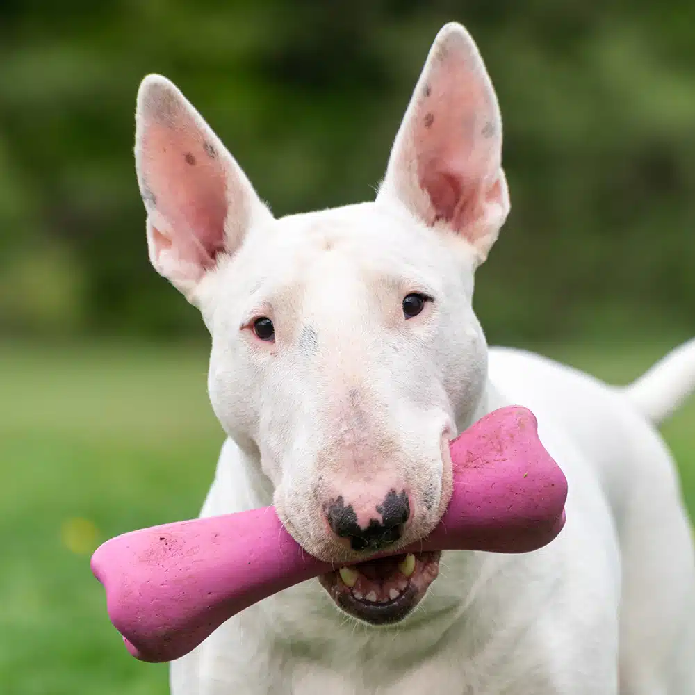 Bull Terrier Feeding Guide