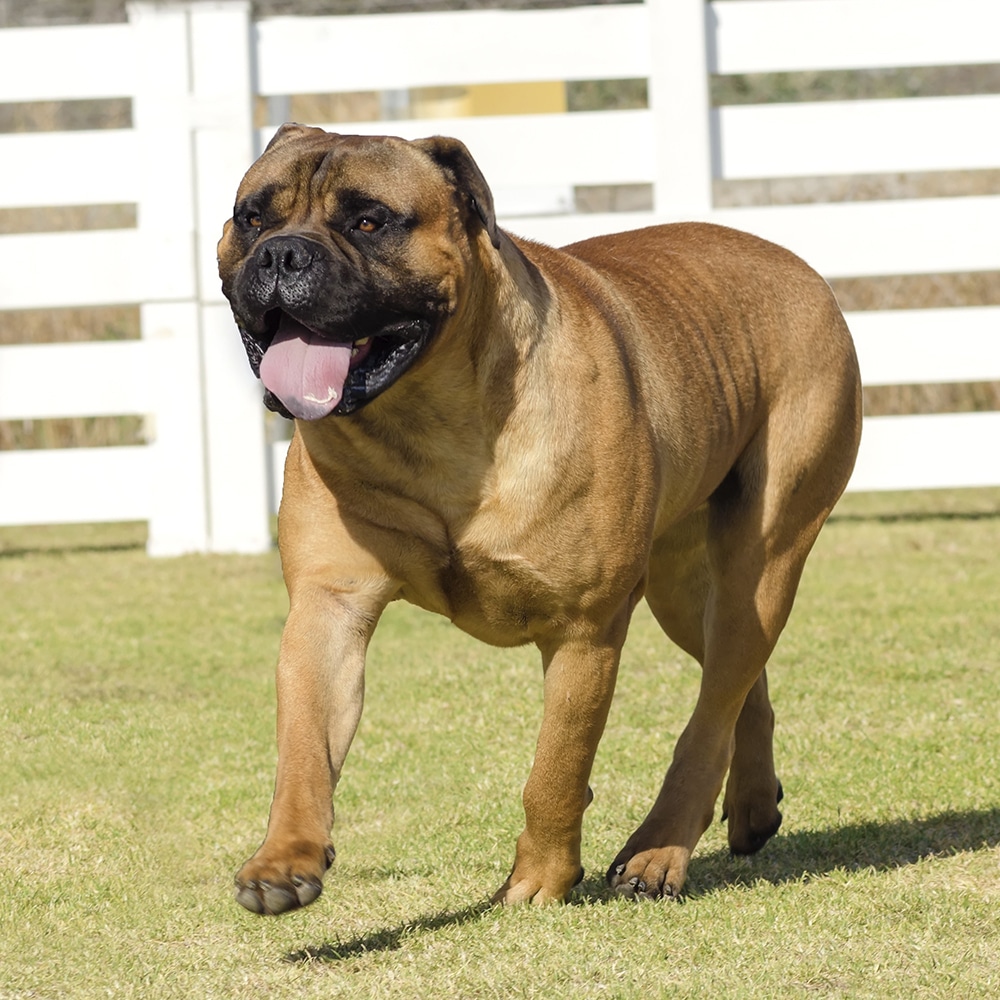 Bullmastiff Feeding Guide