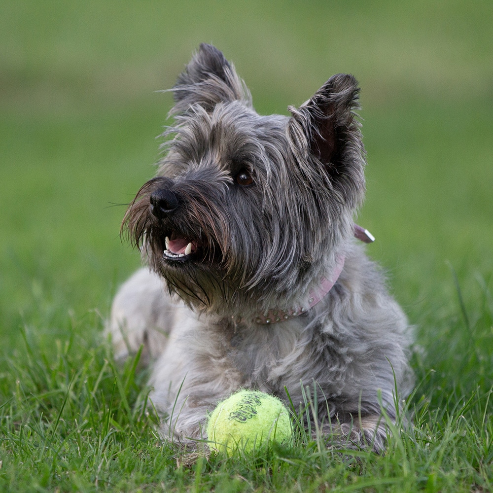 Cairn Terrier Feeding Guide