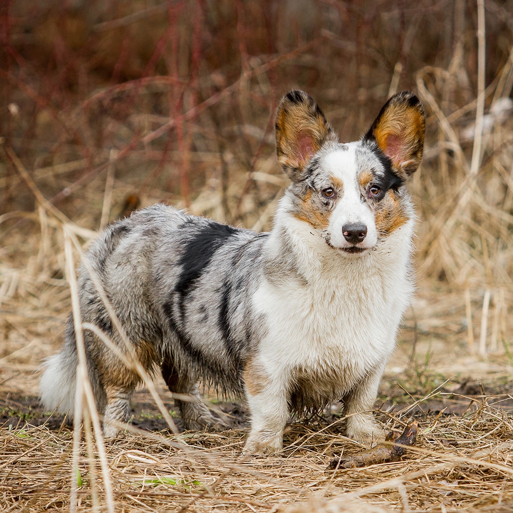 Cardigan Welsh Corgi Feeding Guide