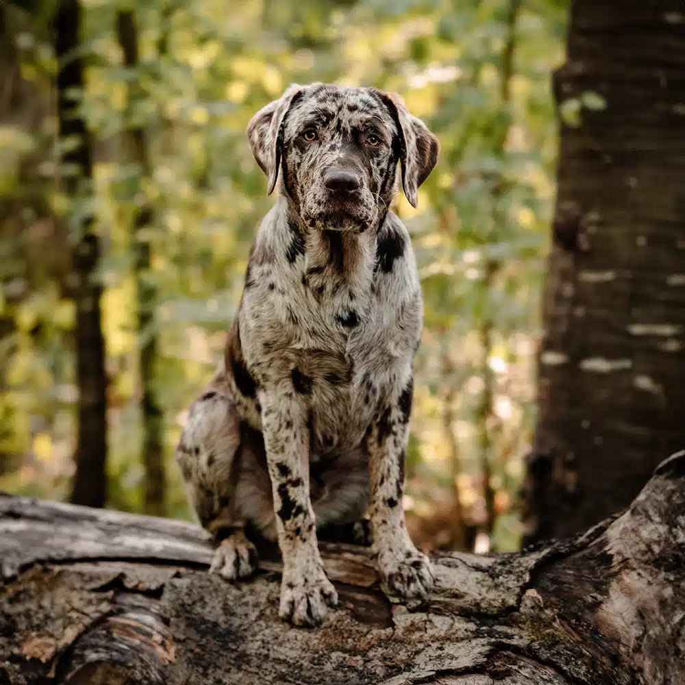 Catahoula Leopard Feeding Guide