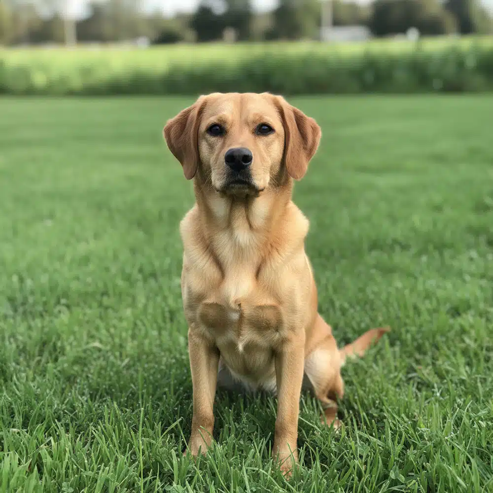 Cavador Feeding Guide