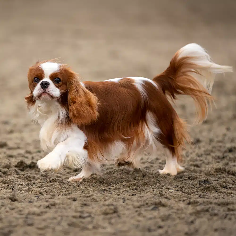 Cavalier King Charles Spaniel Feeding Guide