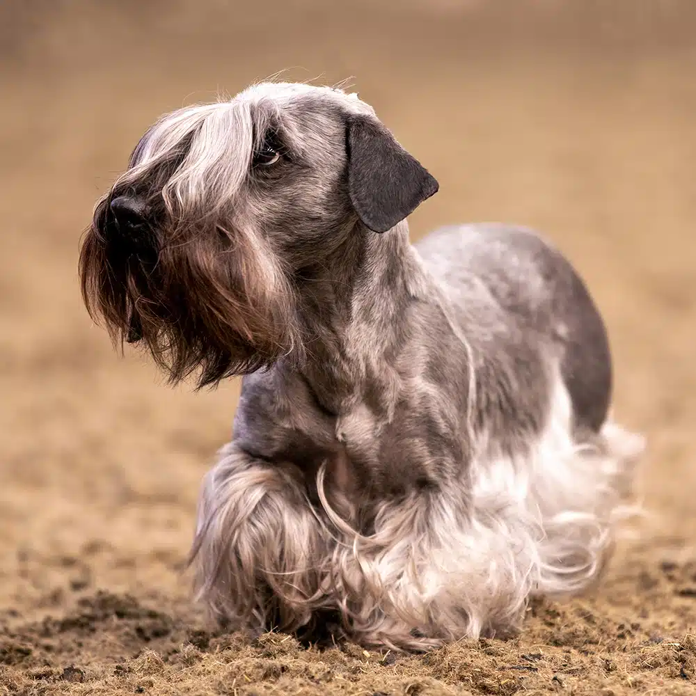 Cesky Terrier Feeding Guide