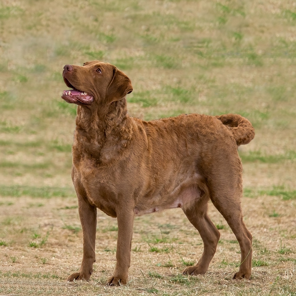 Chesapeake Bay Retriever Feeding Guide