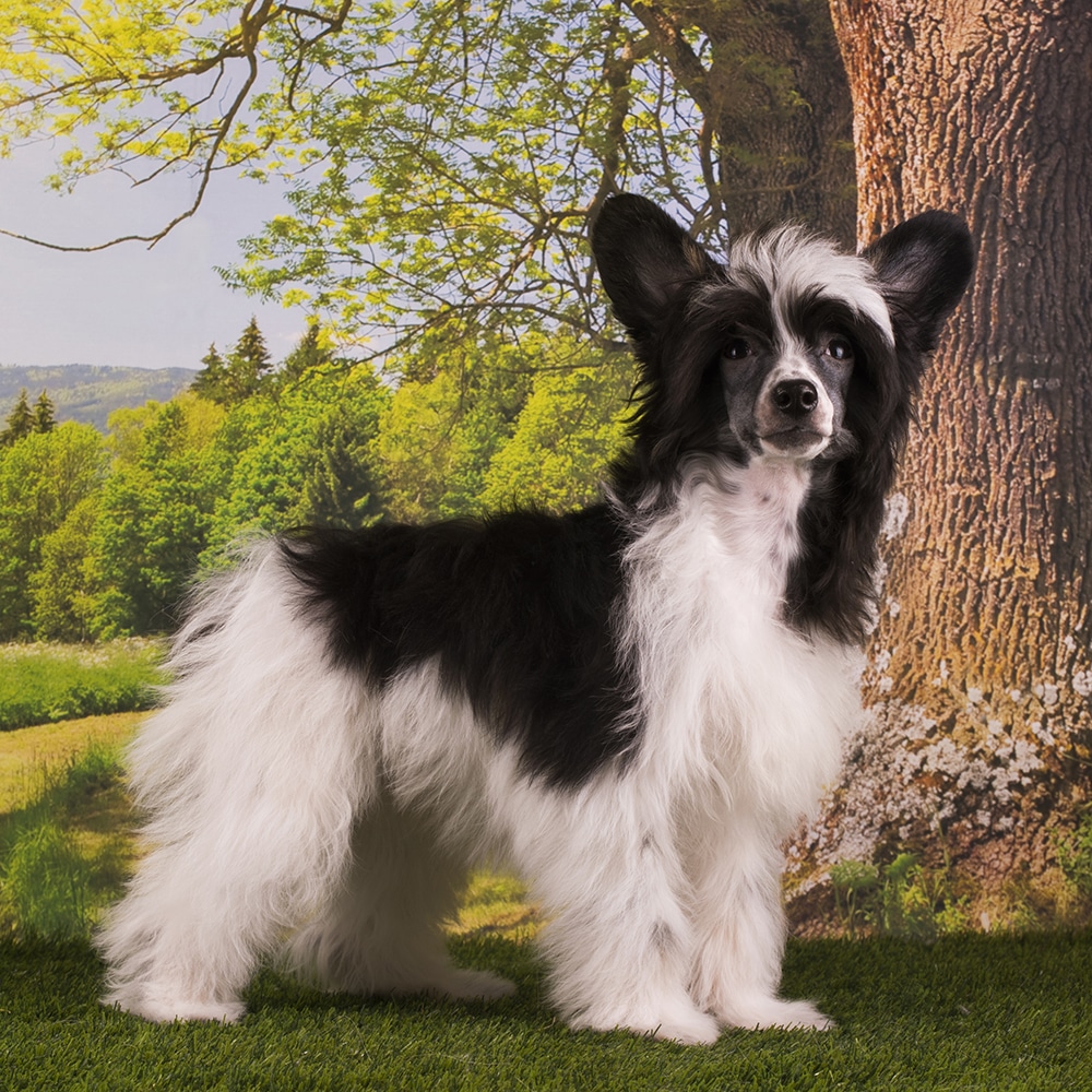Chinese Crested Feeding Guide
