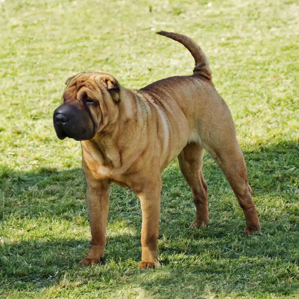 Chinese Shar-Pei Feeding Guide