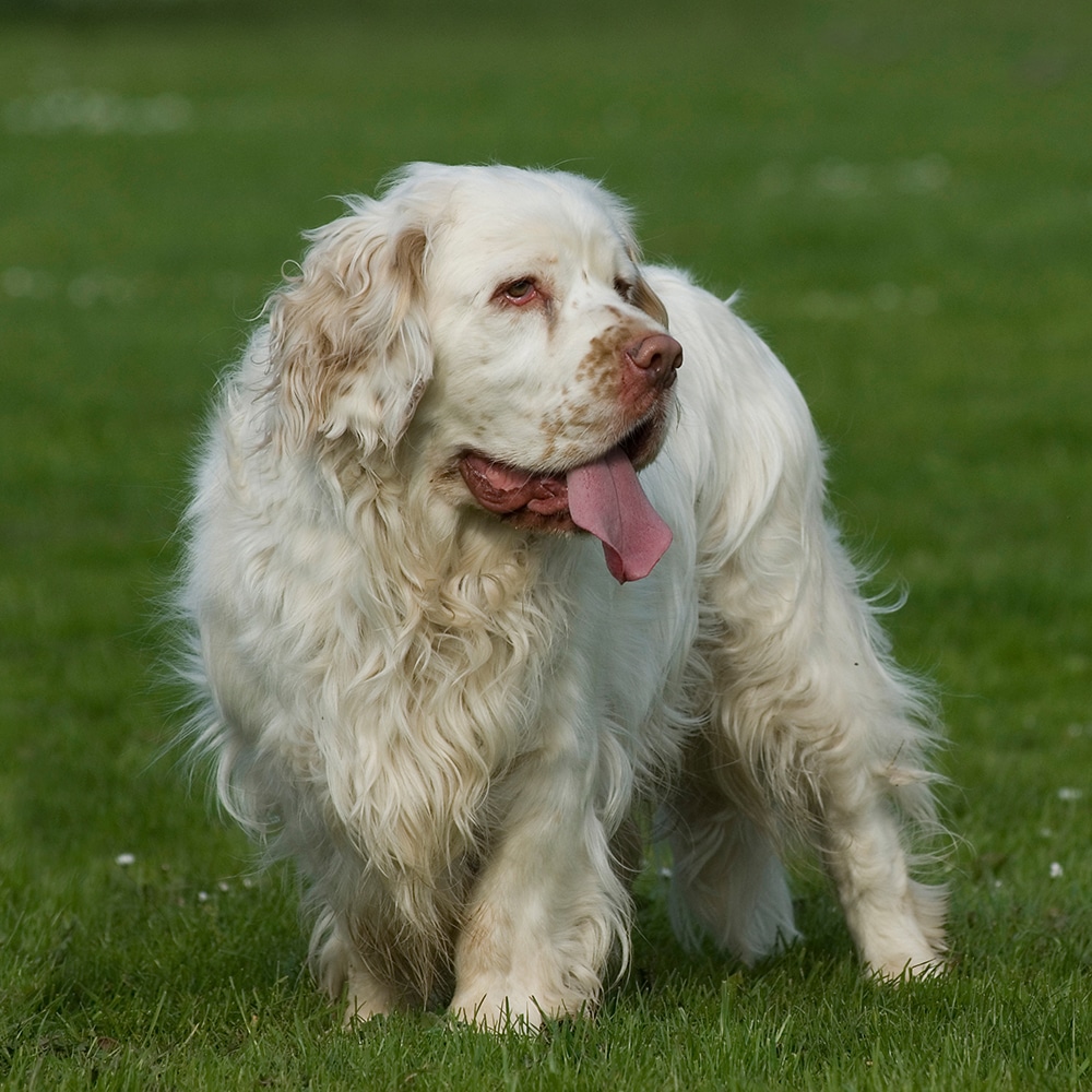 Clumber Spaniel Feeding Guide