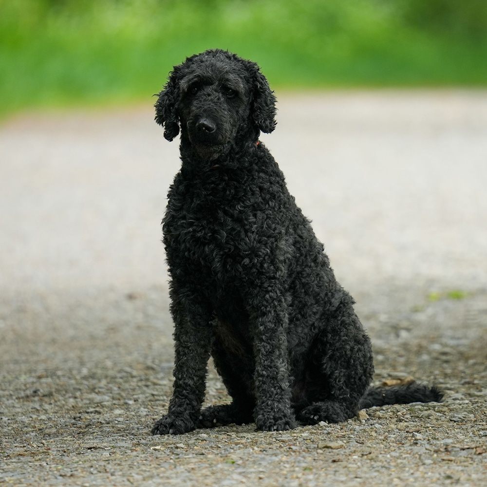 Curly-Coated Retriever Feeding Guide