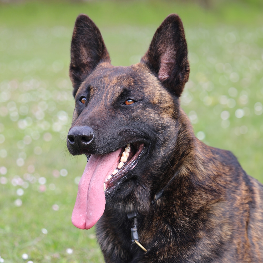 Dutch Shepherd Feeding Guide