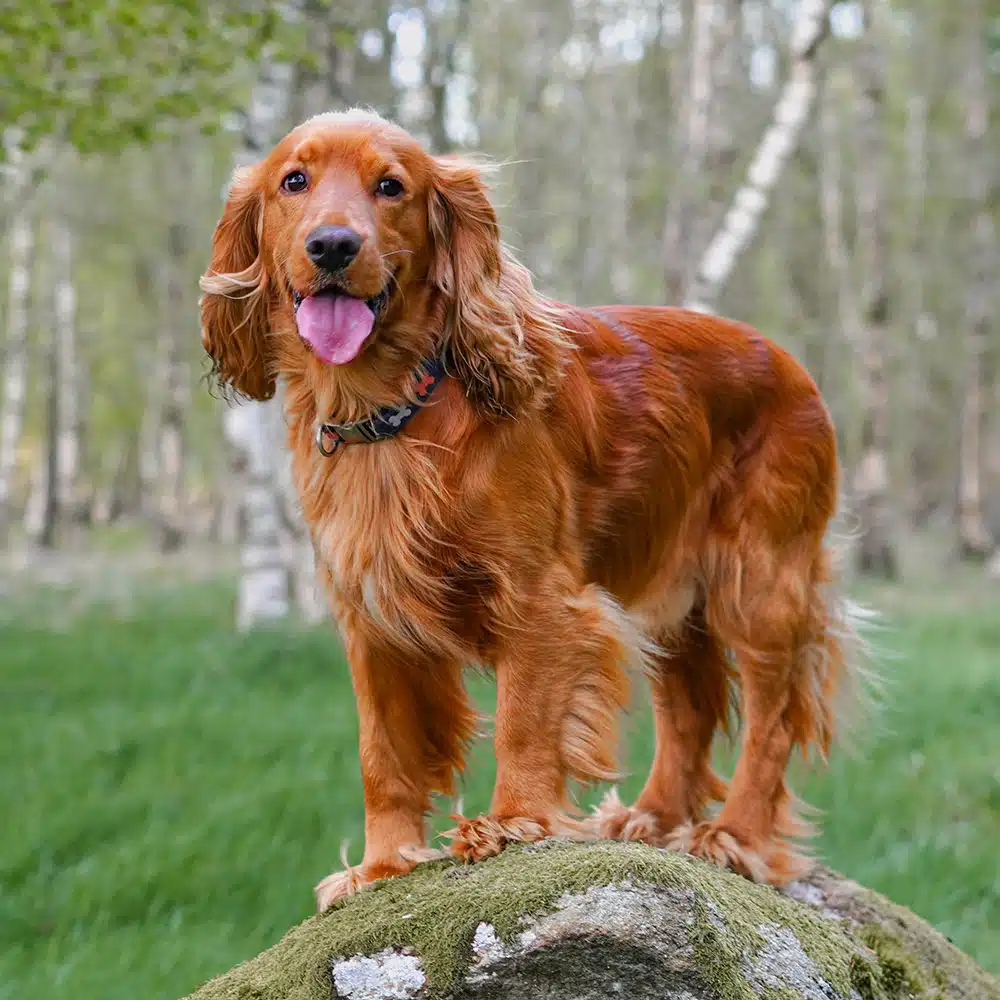 English Cocker Spaniel Feeding Guide