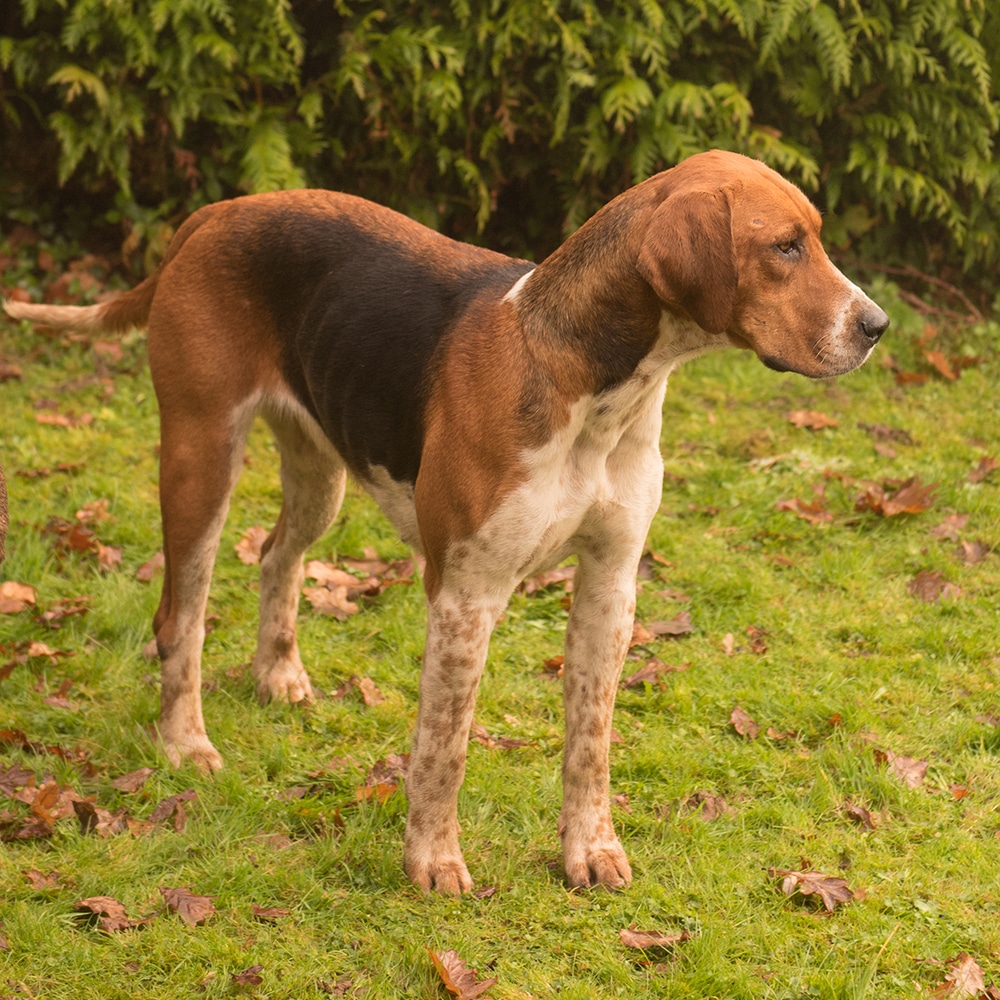 English Foxhound Feeding Guide