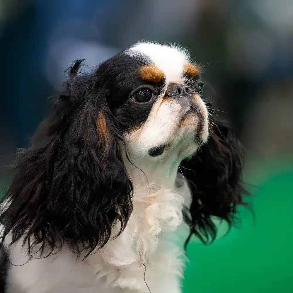 English Toy Spaniel Feeding Guide