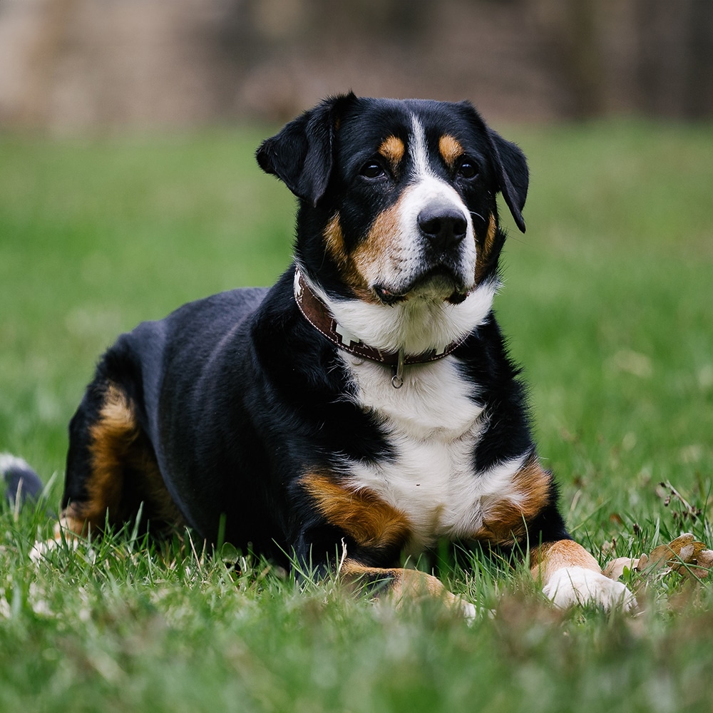 Entlebucher Mountain Feeding Guide