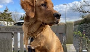 Raw dog food success story
