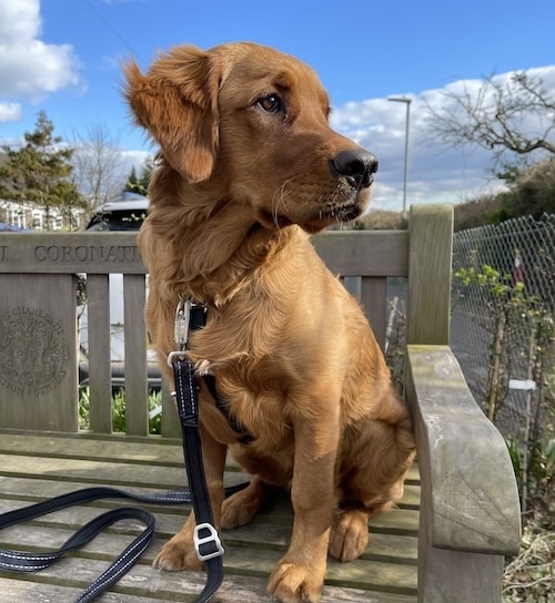 the best dog food for golden retrievers