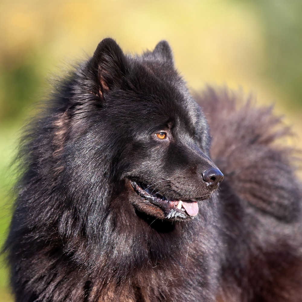Eurasier Feeding Guide
