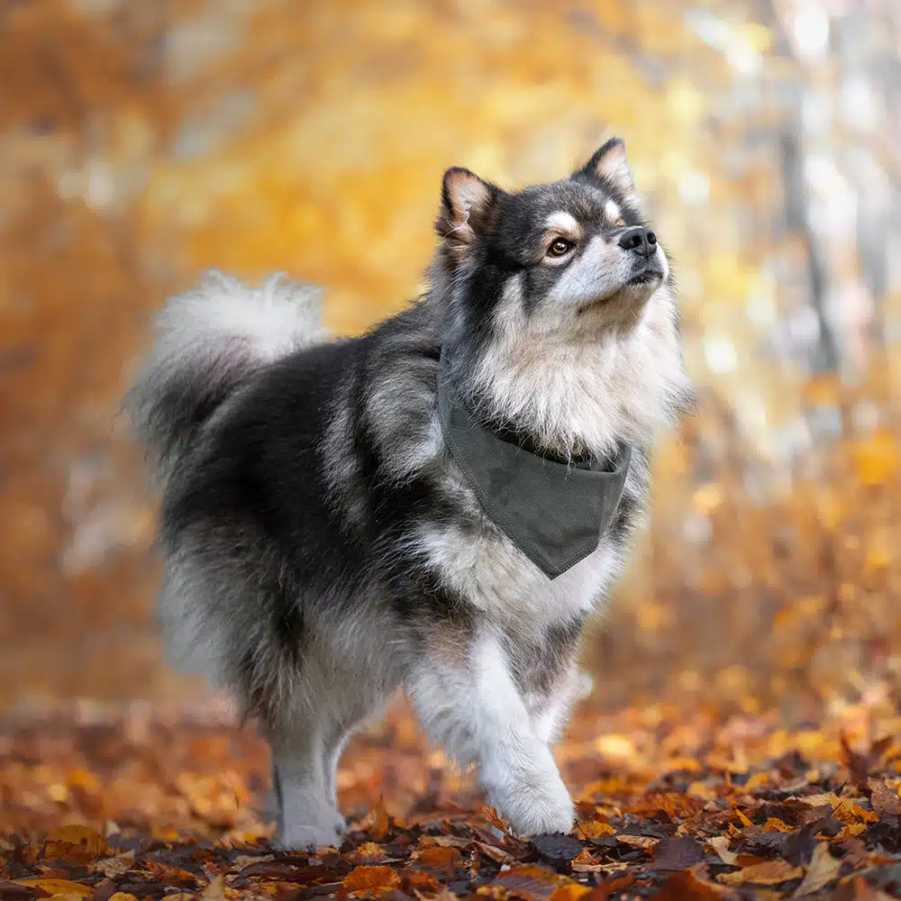 Finnish Lapphund Feeding Guide