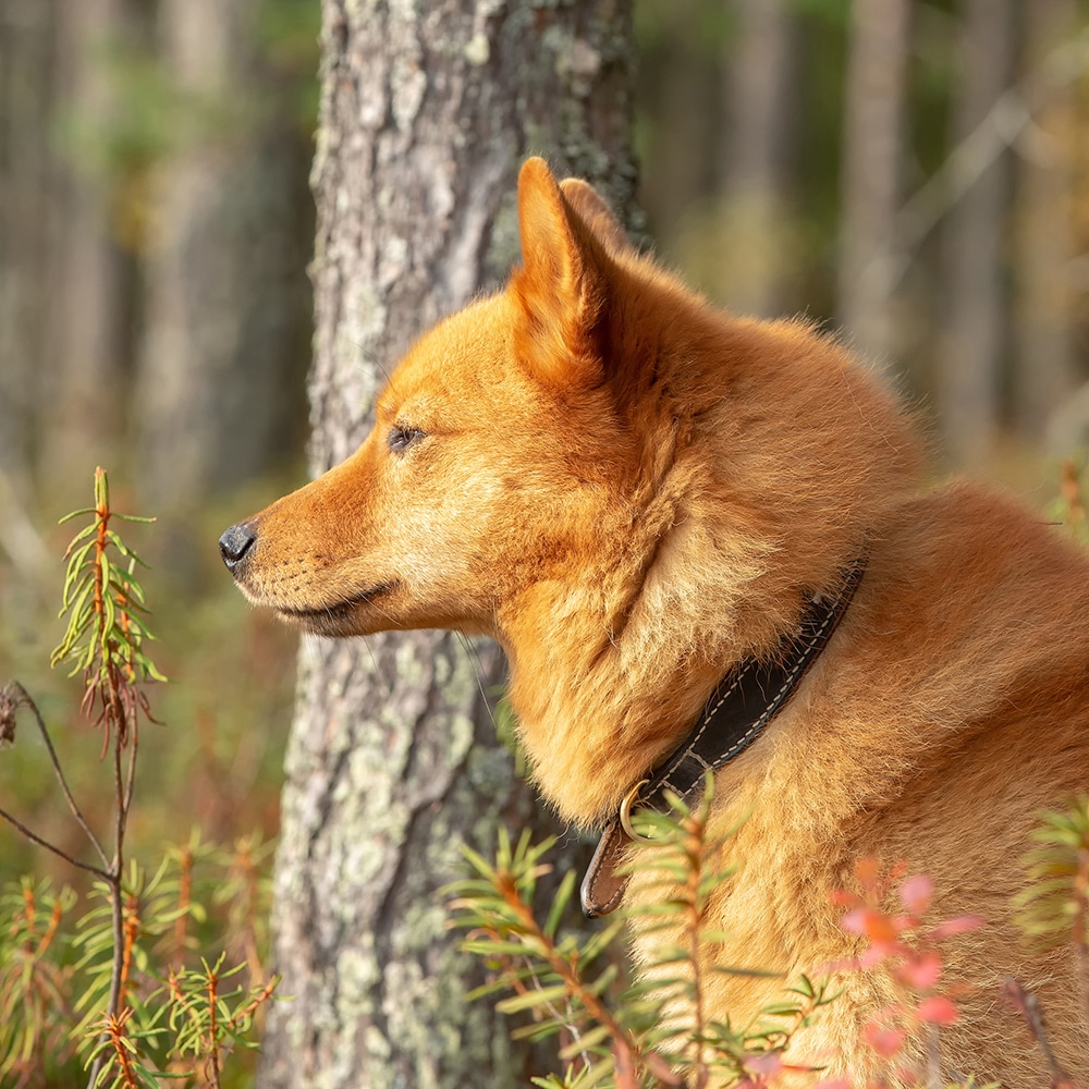 Finnish Spitz Feeding Guide