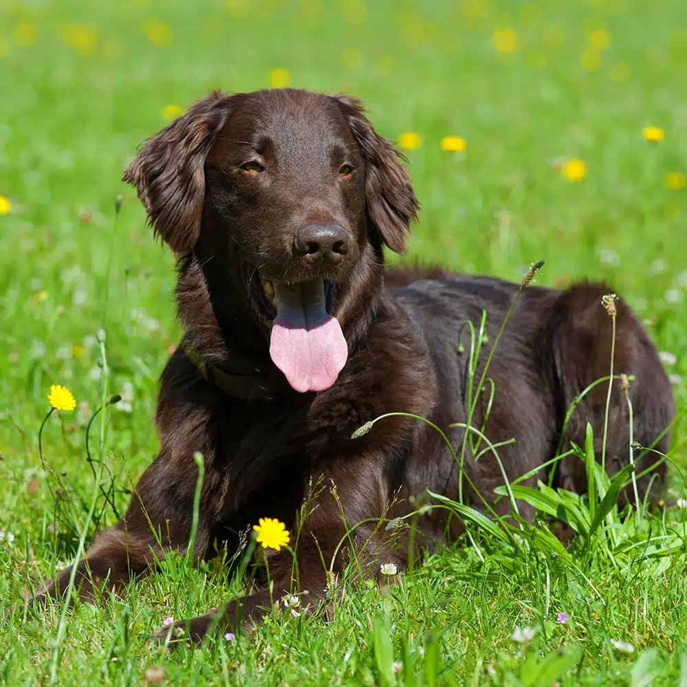 Flat-Coated Retriever Feeding Guide