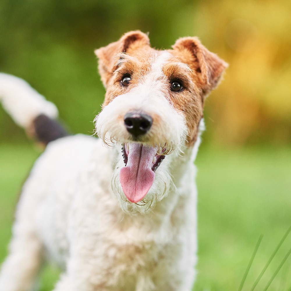 Fox Terrier Feeding Guide