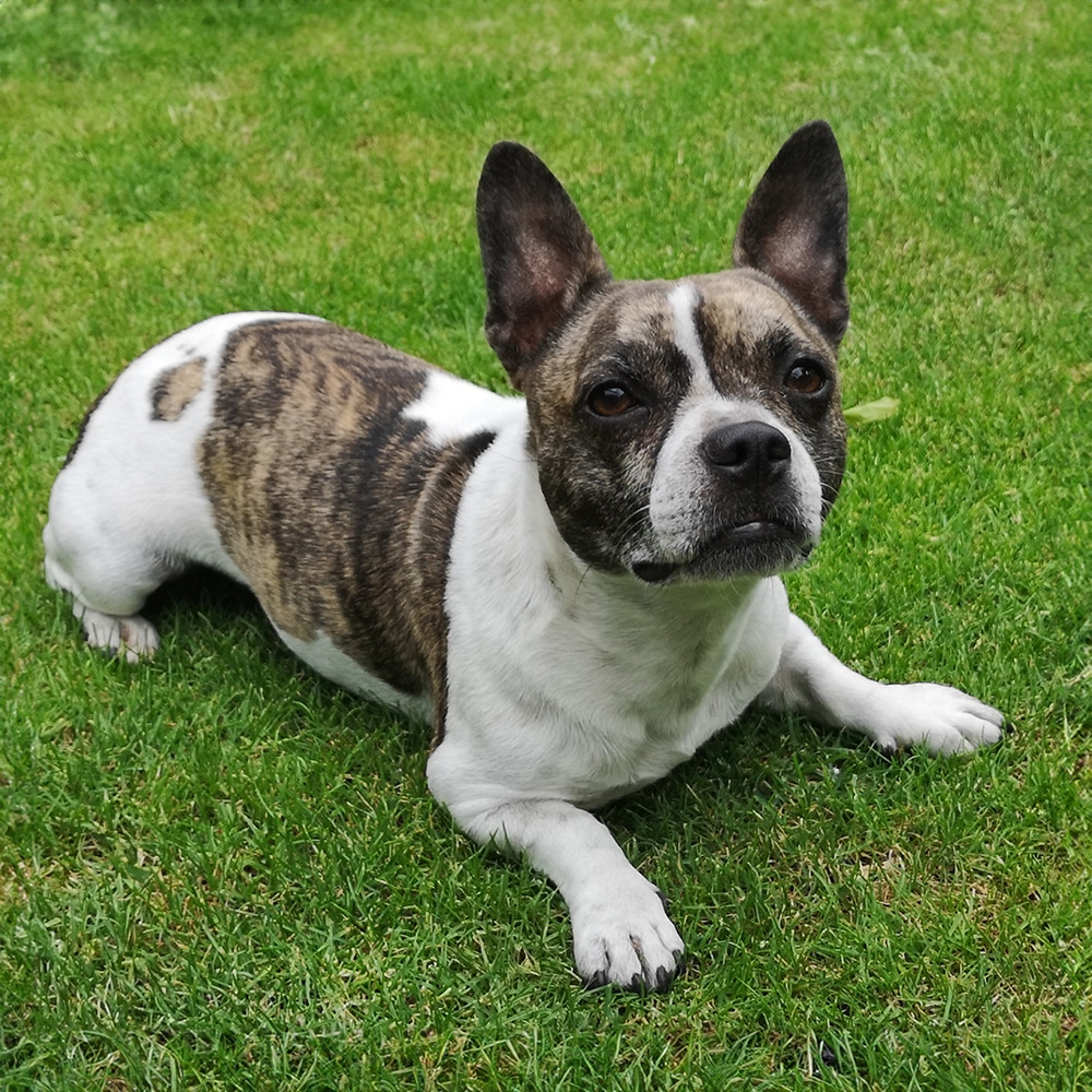 French Bullhuahua Feeding Guide