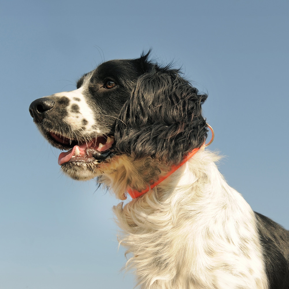 French Spaniel Feeding Guide
