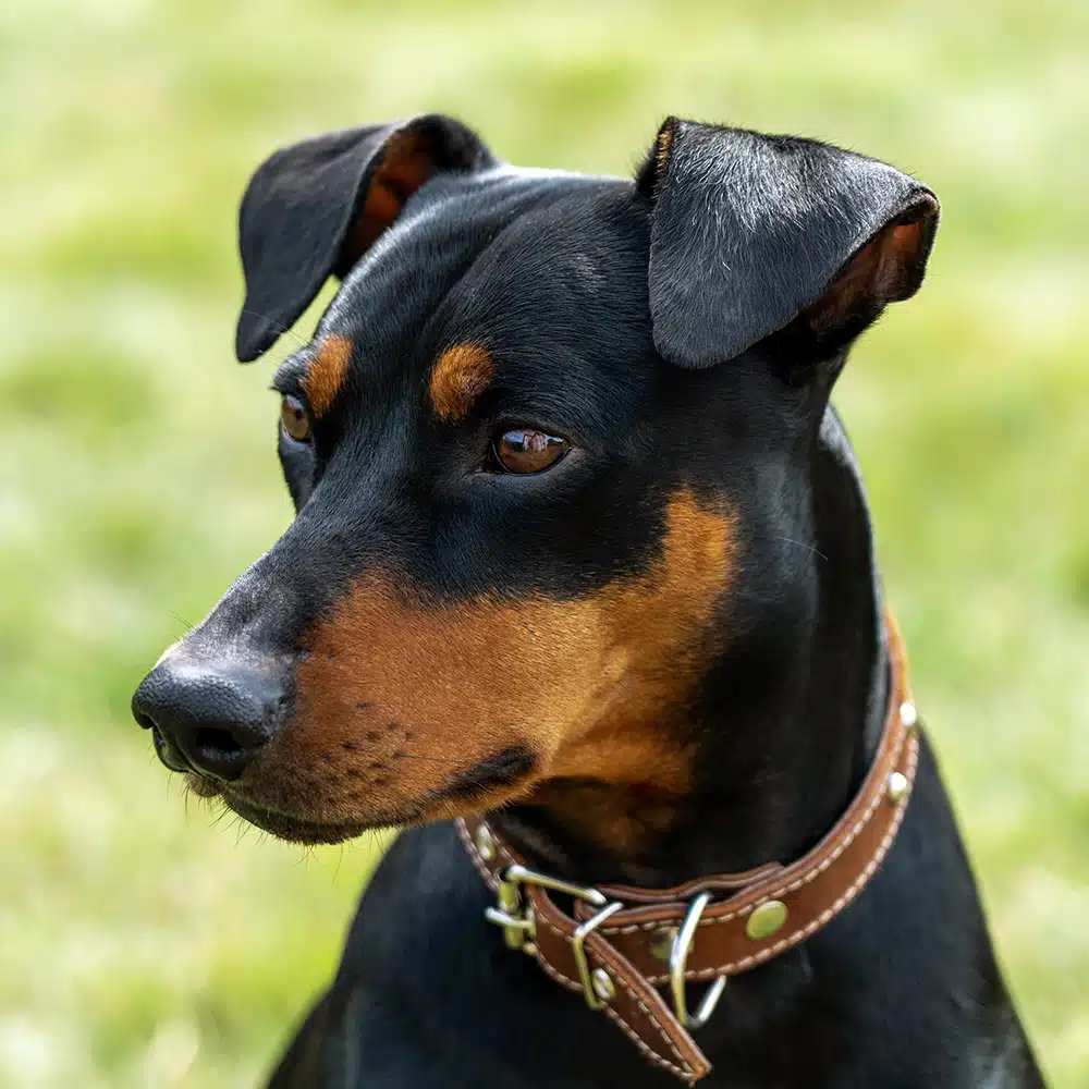 German Pinscher Feeding Guide