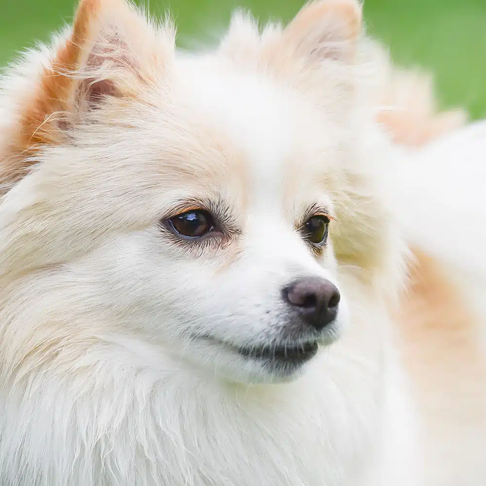 German Spitz Feeding Guide