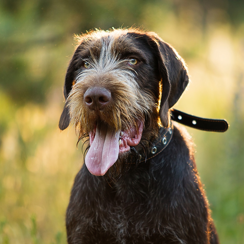 German Wirehaired Pointer Feeding Guide