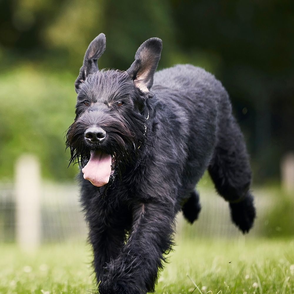 Giant Schnauzer Feeding Guide
